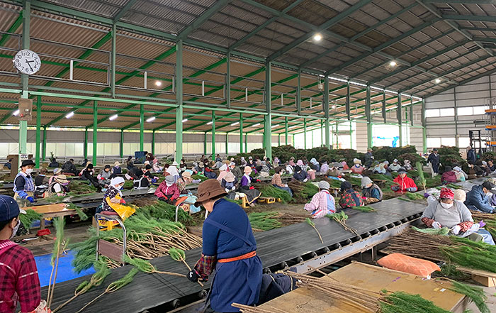 若松の選別作業